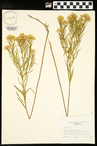 Euthamia leptocephala image