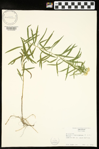 Euthamia leptocephala image