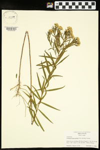 Euthamia leptocephala image