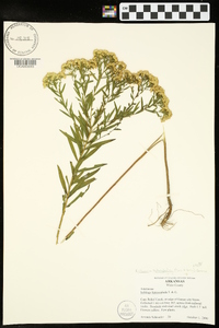 Euthamia leptocephala image