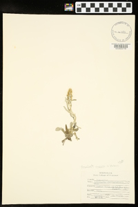 Gamochaeta purpurea image
