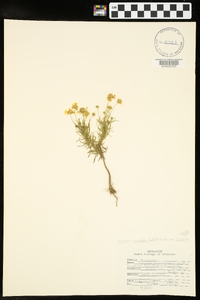 Helenium amarum var. amarum image