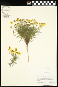 Helenium amarum var. amarum image