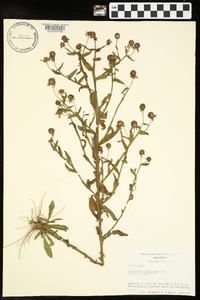 Helenium flexuosum image