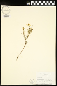 Helenium amarum var. amarum image