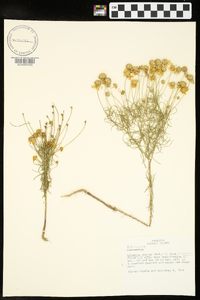 Helenium amarum var. amarum image