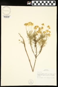 Helenium amarum var. amarum image