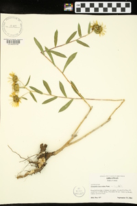 Grindelia lanceolata image