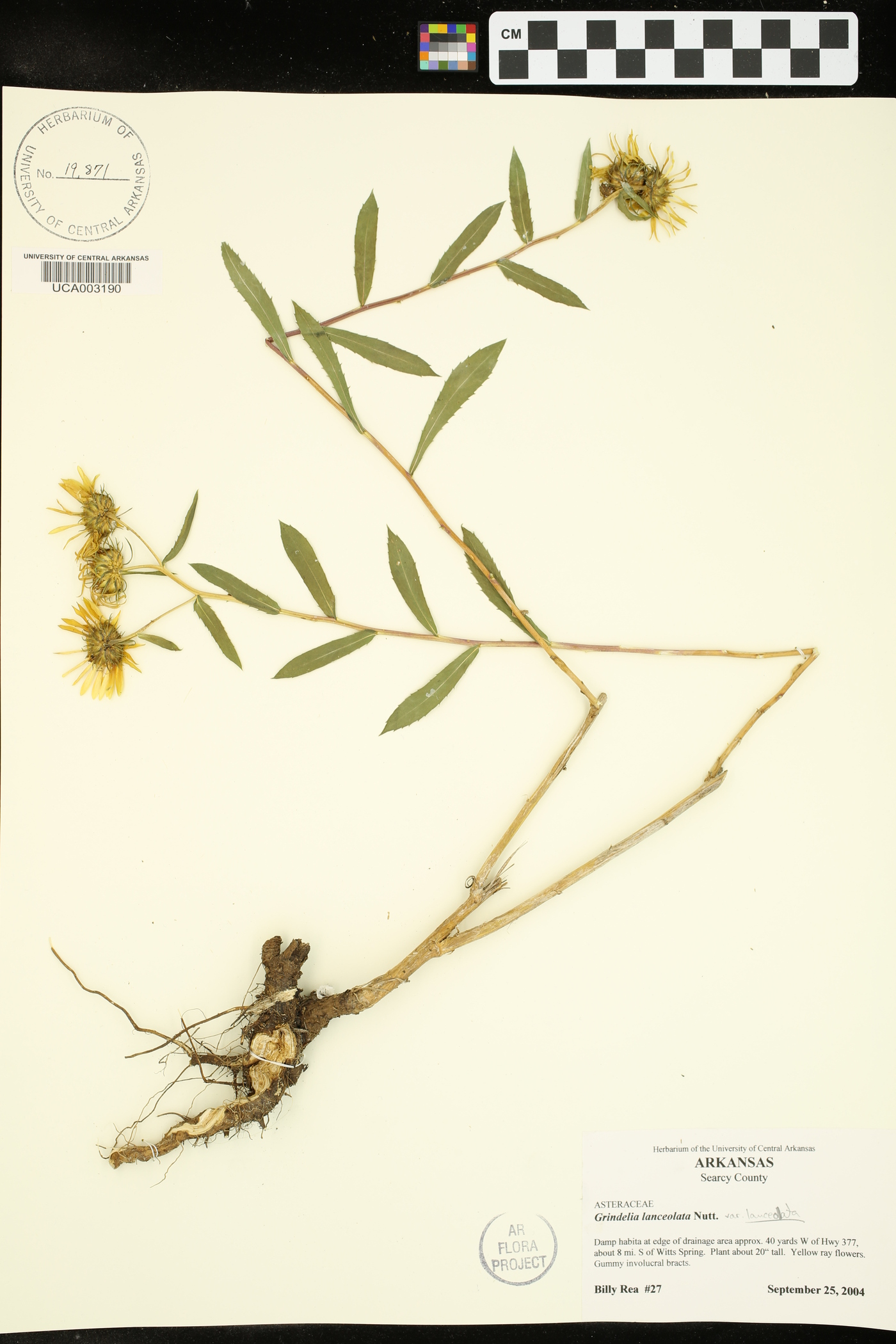 Grindelia lanceolata var. lanceolata image