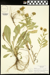 Grindelia lanceolata image