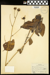 Helianthus silphioides image