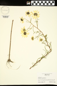 Helianthus angustifolius image