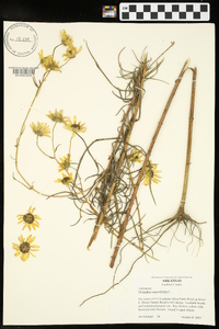 Helianthus angustifolius image