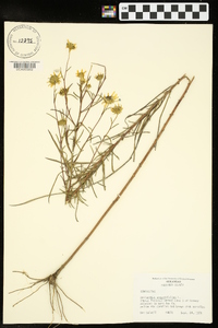 Helianthus angustifolius image