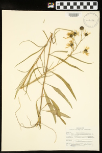 Helianthus angustifolius image