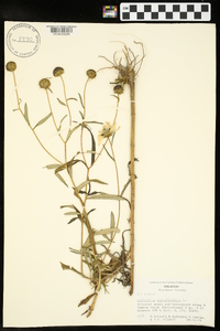 Helianthus angustifolius image