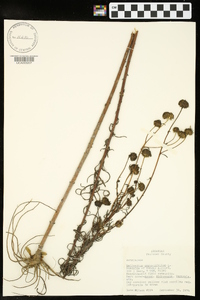 Helianthus angustifolius image