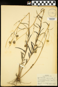 Helianthus angustifolius image