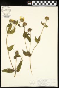 Helianthus divaricatus image