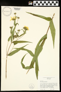 Helianthus divaricatus image