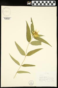 Helianthus hirsutus image