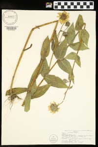 Helianthus mollis image