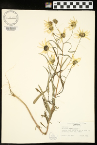 Helianthus angustifolius image