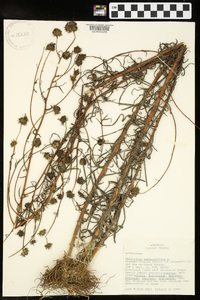 Helianthus angustifolius image