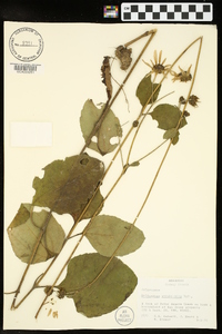 Helianthus silphioides image