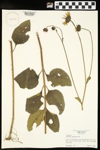 Helianthus silphioides image