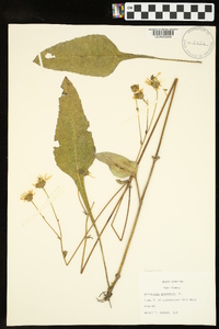 Helianthus atrorubens image