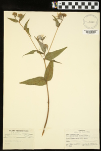 Helianthus divaricatus image