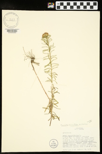 Ionactis linariifolia image