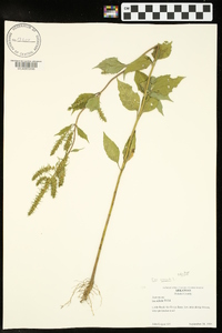 Iva annua image