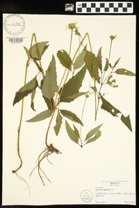 Helianthus strumosus image