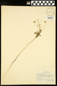 Heterotheca subaxillaris subsp. latifolia image