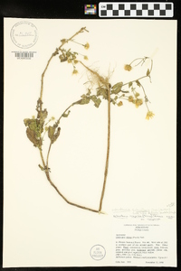 Heterotheca subaxillaris subsp. latifolia image