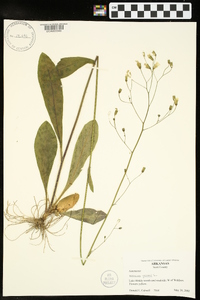 Hieracium gronovii image