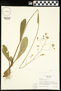 Hieracium gronovii image