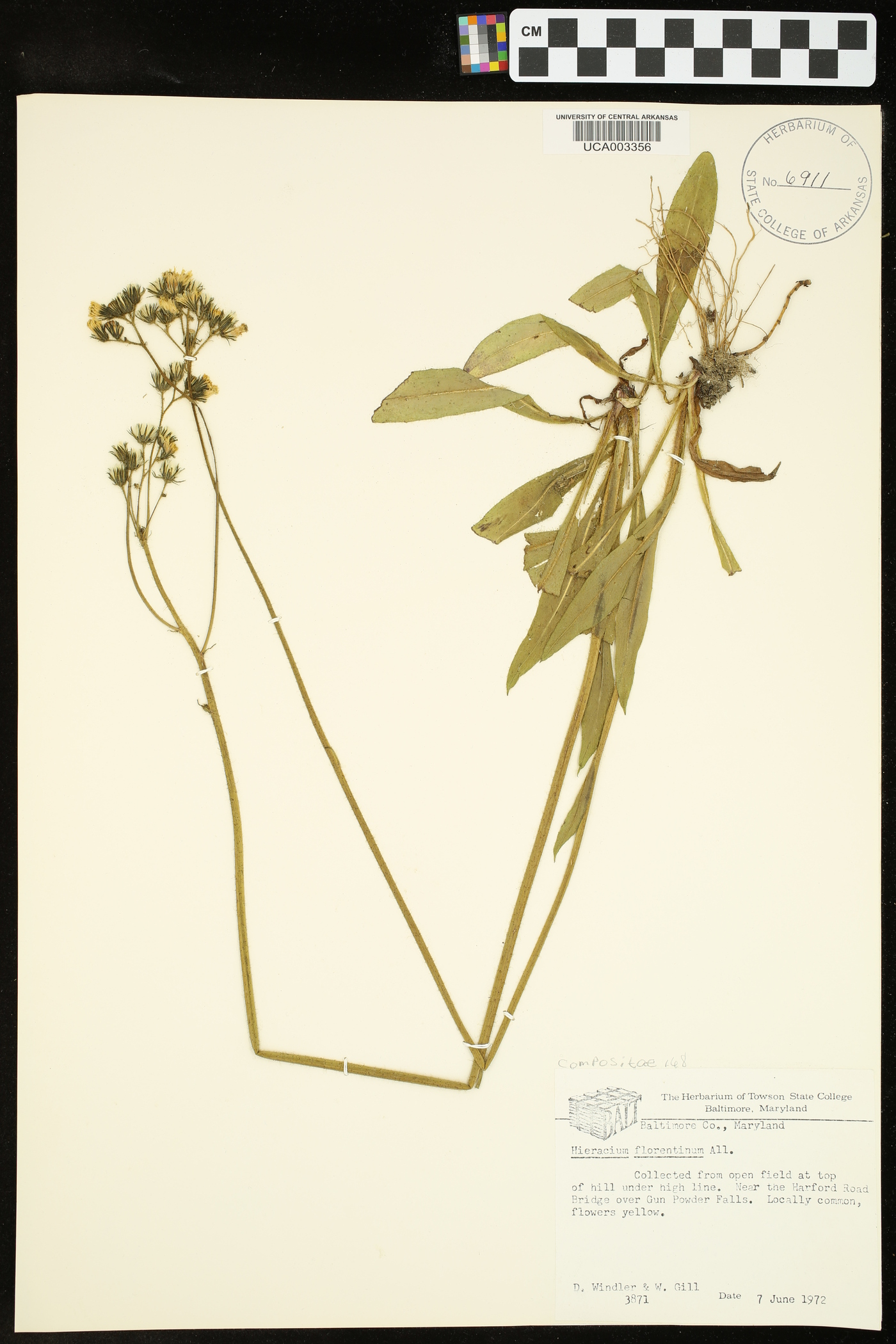 Hieracium piloselloides image