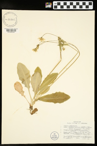 Krigia biflora image