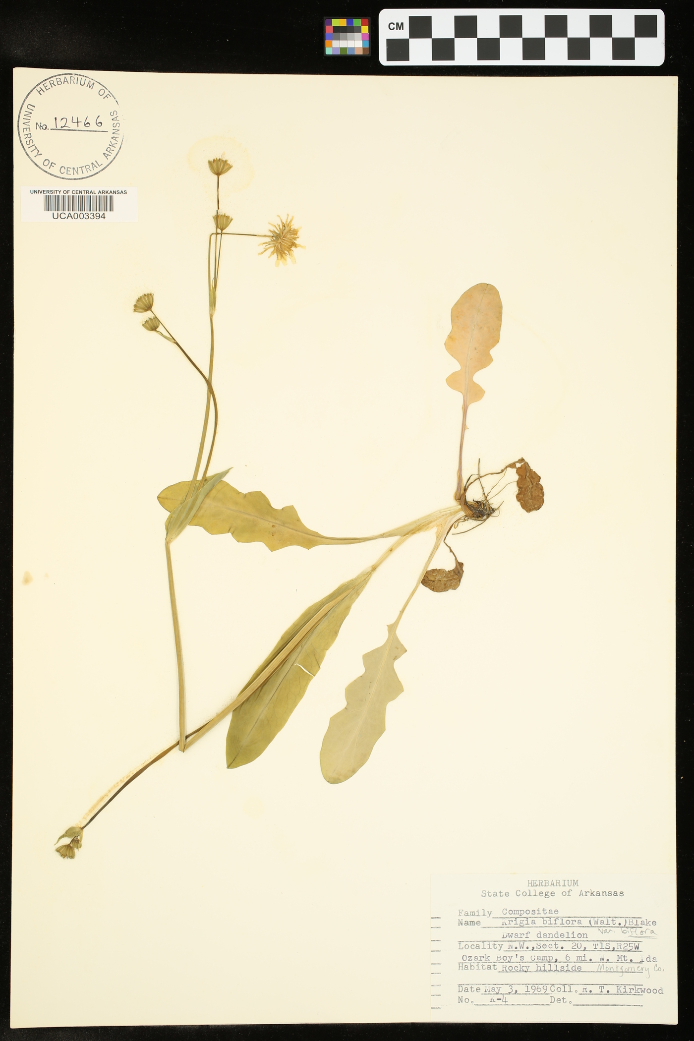 Krigia biflora var. biflora image