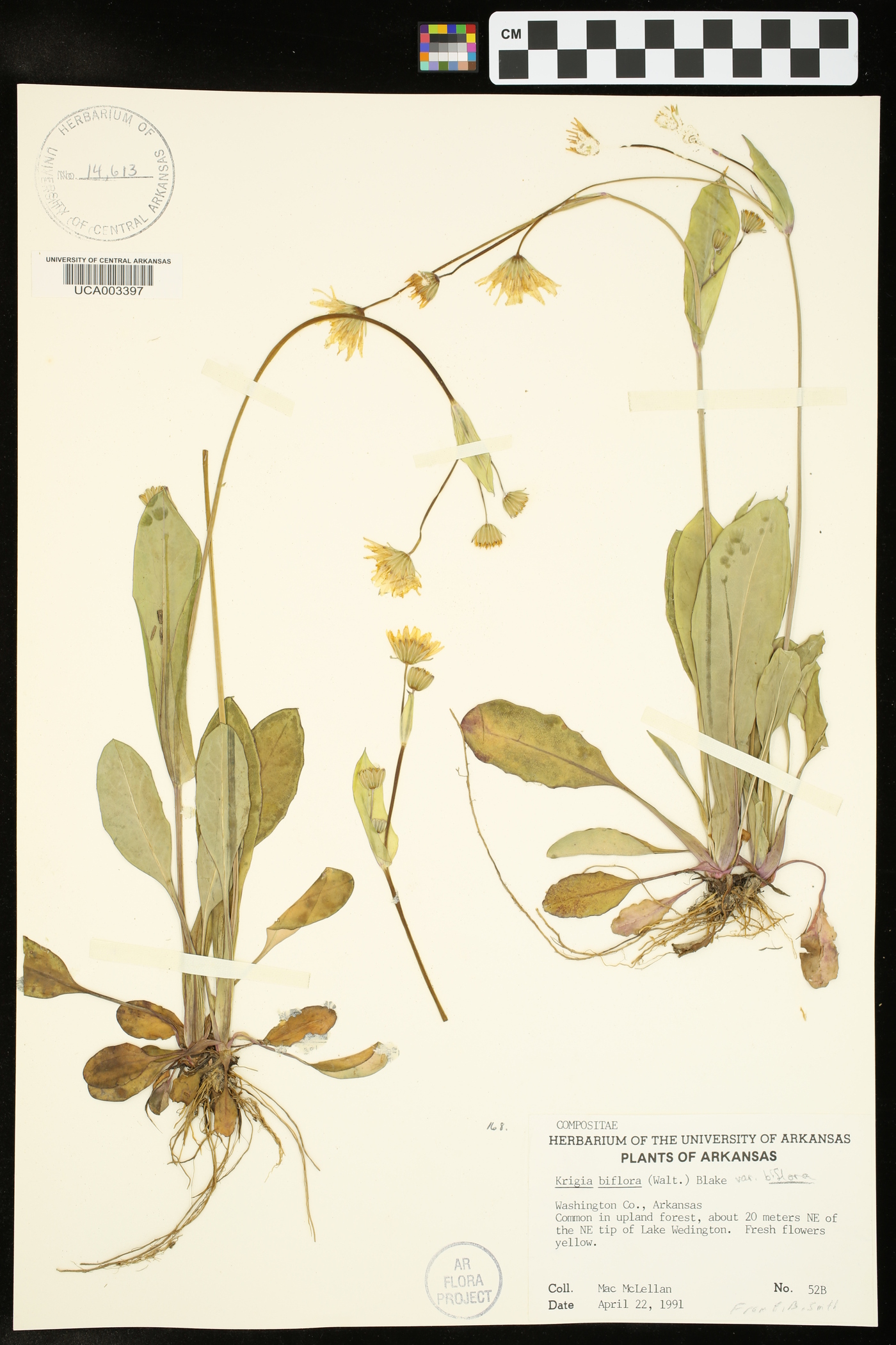 Krigia biflora var. biflora image