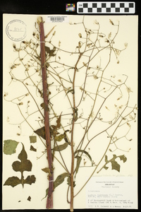 Lactuca floridana var. floridana image