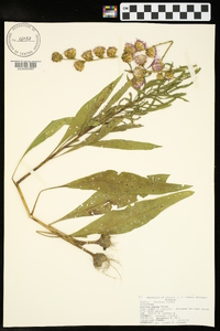 Liatris aspera image