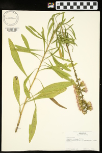 Liatris aspera image