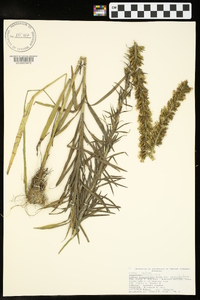 Liatris pycnostachya image