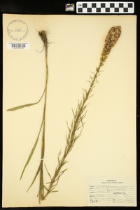 Liatris pycnostachya image