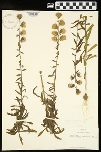 Liatris squarrulosa image