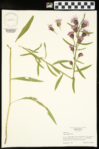 Liatris aspera image